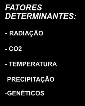 FLORESTAL REALIZÁVEL FATORES