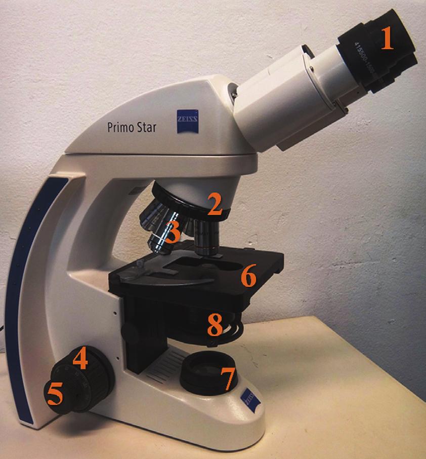 GUIA ILUSTRADO DA MORFOLOGIA DO TECIDO URETRAL DE RATAS 21 outras características nos microscópios, destacam-se três principais: a ampliação, a abertura numérica e o poder de resolução.