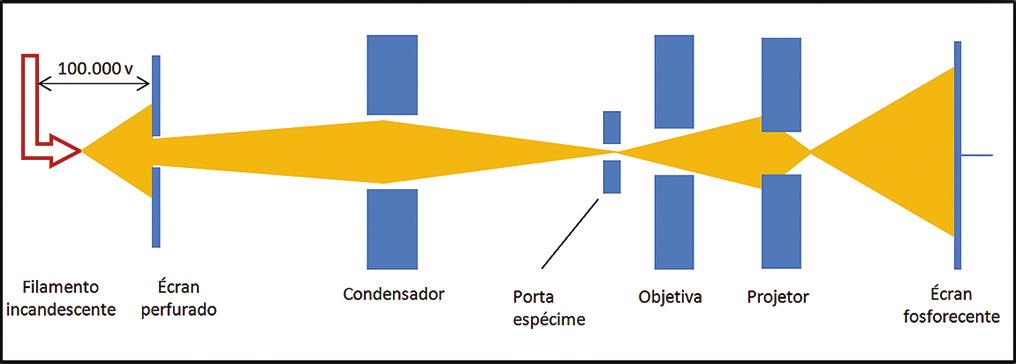 GUIA ILUSTRADO DA MORFOLOGIA DO TECIDO URETRAL DE RATAS 25 Análise em microscópio eletrônico de transmissão As imagens no microscópio eletrônico de transmissão (Figuras 10 e 11) são formadas pela