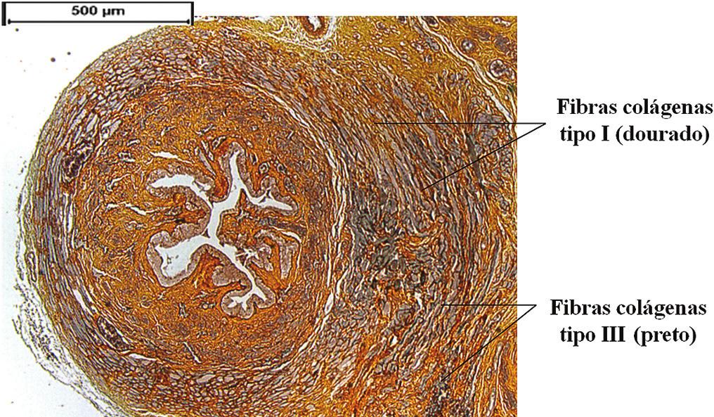 GUIA ILUSTRADO DA MORFOLOGIA DO TECIDO URETRAL DE RATAS 19 Figura 5 Micrografia do corte transversal da uretra de ratas corada com Reticulina