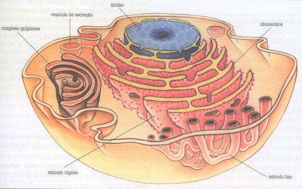 Revisão de Citologia Sistema de Endomembranas Retículo Endoplasmático