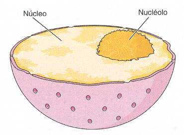 Revisão de Citologia O Núcleo Celular O núcleo é o centro de controle