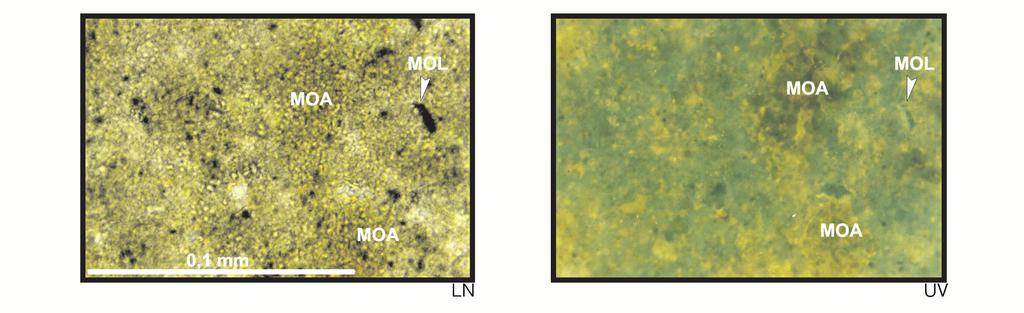 (oxidação parcial), indicativa de greenish yellow fluorescence (partial oxidation), indicating a shallow ambiente raso.