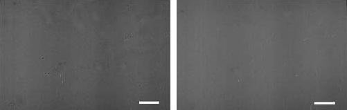 RESULTADOS E DISCUSSÃO Figura 6.18: Fotos de microscopia ótica para NC 0 logo após NPPT e após 120 dias de armazenagem, respectivamente. A barra de escala corresponde a 500 µm.