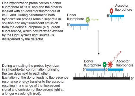 tempo real (qpcr) Sonda de