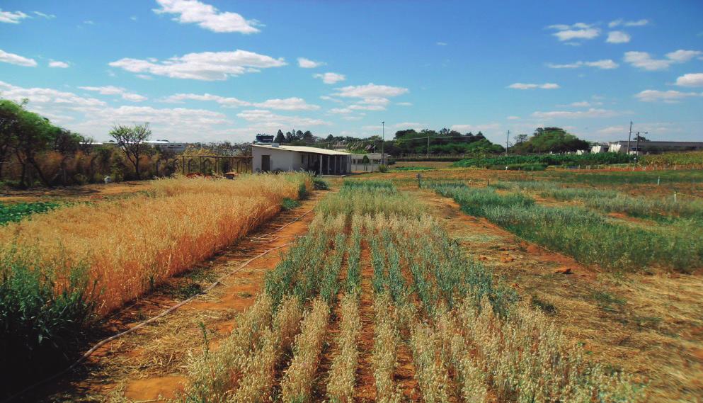 Tabela 2. Resultados de hábito de crescimento, dias para último corte e produtividade de massa seca por corte e total dos genótipos avaliados. Araxá, MG, 2013. Fonte: Brando et al.,2014 Imagem 1.