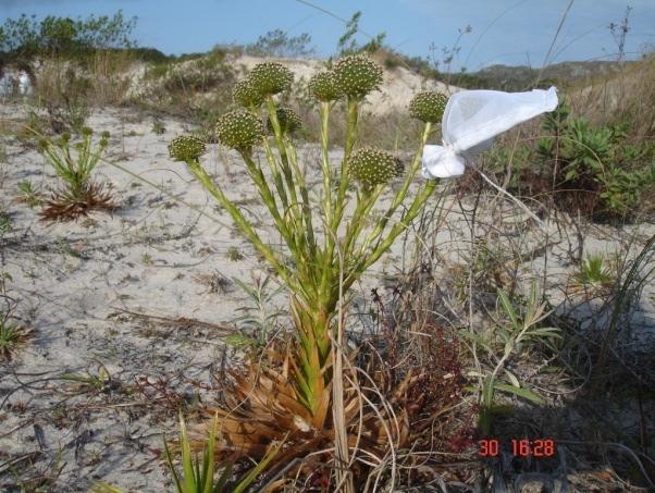 coleta. Em laboratório, as formigas foram montadas a seco, em alfinete entomológico e triângulo de papel.