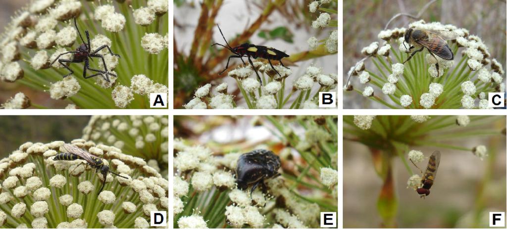 Estudos similares demonstraram que os insetos visitantes das inflorescências de A. syriaca não selecionaram as umbelas de acordo com a presença ou ausência desta espécie de Thomisidae.