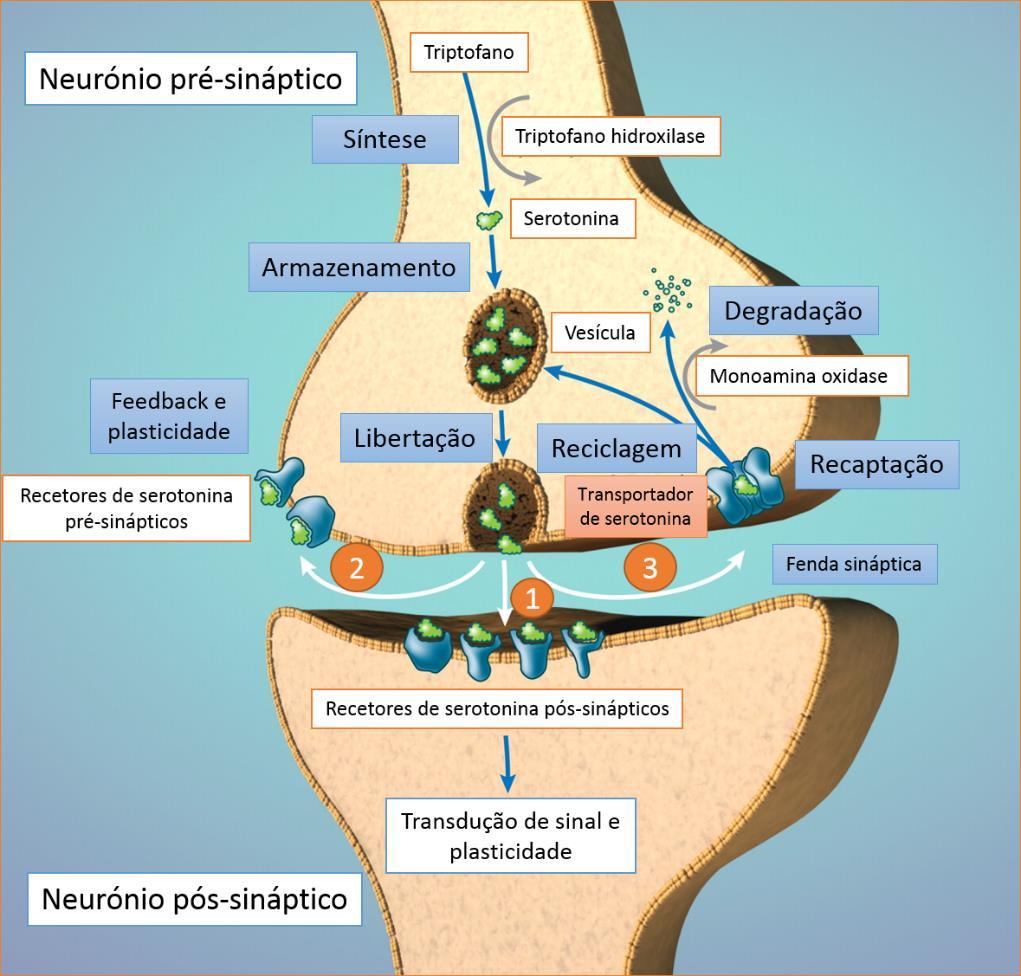 Figura 1 Representação esquemática da síntese, armazenamento, libertação, recaptação e degradação da serotonina no neurónio pré-sináptico.