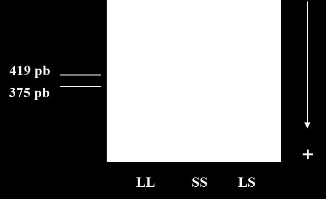 pb; e S corresponde ao alelo curto com 375 pb. A seta representada do lado direito da figura indica o sentido da corrente elétrica na eletroforese. 3.1.