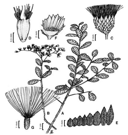 acta farmacéutica bonaerense - vol. 22 n 4 - año 2003 Figura 1. Vernonia brasiliana (L.) Druce. A. ramo vegetativo; B. ramo florífero; C. inflorescência capítulo; D. estilopódio; E.