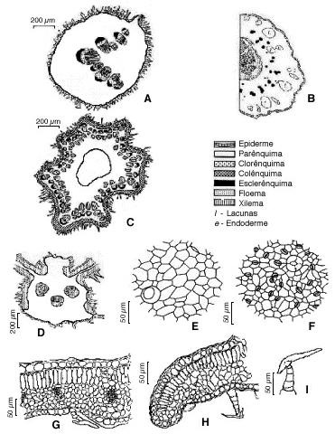 Filizola, L.R. De S., R.M. de M. Pimentel, K.P. Randau & H.S. Xavier Figura 2. Vernonia brasiliana (L) Druce. A. pecíolo; B. raiz; C. caule; D. nervura principal; E.