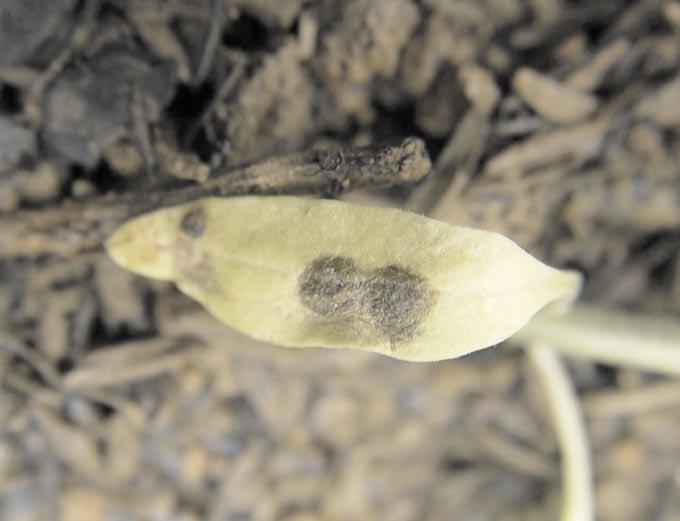 4 Mancha-de-septória: doença limitante do fomateiro no período de chuvas do conídio, o fungo penetra na planta através dos estômatos e os sintomas iniciais aparecem em seis dias.