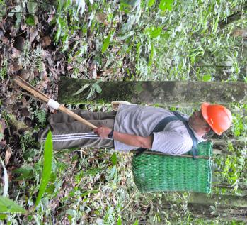 local onde será feita a amontoa dos frutos.