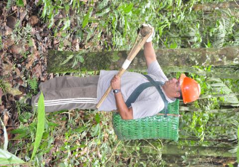 frutos no menor tempo possível após a queda Como a