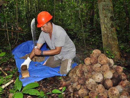 ser descartadas. 13 cepo Castanhas que devem ser descartadas na seleção. Fotos: Virgínia de S.