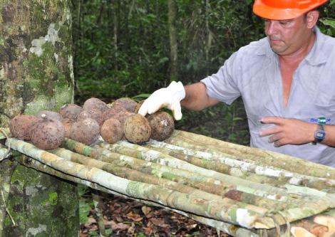 1 Procedimentos para o Controle Higiênico-sanitário da Castanha-do-brasil na Floresta