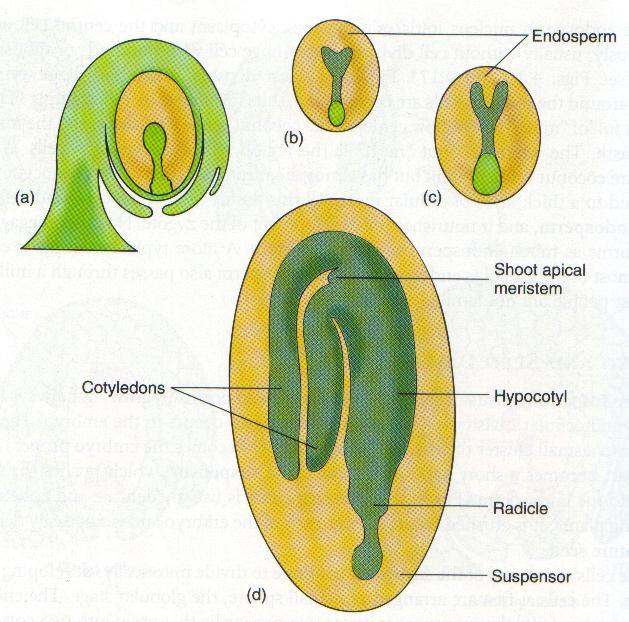 FORMAÇÃO DO EMBRIÃO ENDOSPERMA MERISTEMA