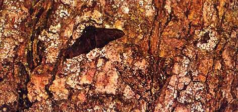 Figura 2. Mariposas de duas espécies diferentes (branca e escura) sobre o tronco coberto com líquen, em região não industrializada.