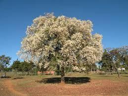 Mirtácea de frutos grandes ocorrendo em cerrado e cerradão. Frutifica entre setembro e novembro, as vezes com mais de um florescimento.