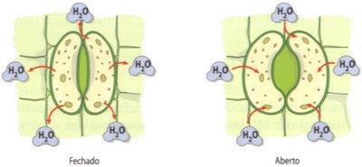 TROCAS GASOSAS EM SERES MULTICELULARES 1.