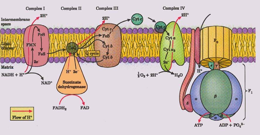 Fosforilação oxidativa As coenzimas reduzidas (AD e FAD2) são produtos finais do ciclo do ácido cítrico, que podem reduzir o oxigénio a água: 4 + + 4e - + 2 2 2 Esta reacção altamente exotérmica é