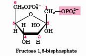 3 a Reação da via: fosforilação da frutose-6p Enzima: fosfofrutoquinase - PFK Reação