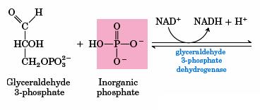 6 a Reação da via: oxidação do GAP e redução do NAD +