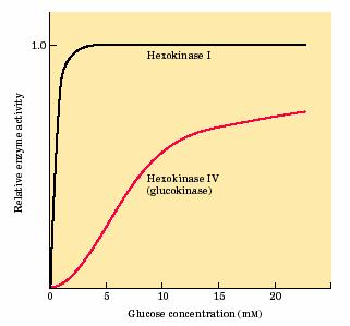 A regulação da via glicolítica Um dos pontos importantes de regulação da via glicolítica no fígado á a inibição da HK