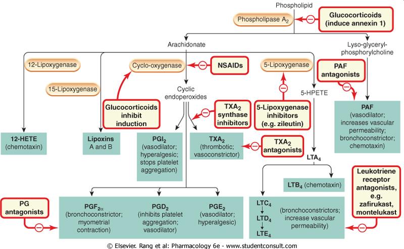 VIAS DO METABOLISMO