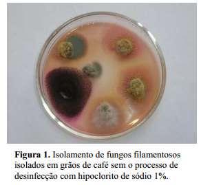 Fermentação Alteração do gosto pelas fermentações no fruto Principais gêneros de fungos :Aspergillus, Penicillium e Fusarium Fungos