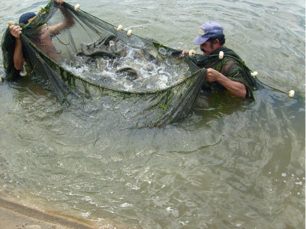 CONCEITOS E DEFINIÇÕES Aquicultura - Cultivo de peixe ou de moluscos para consumo