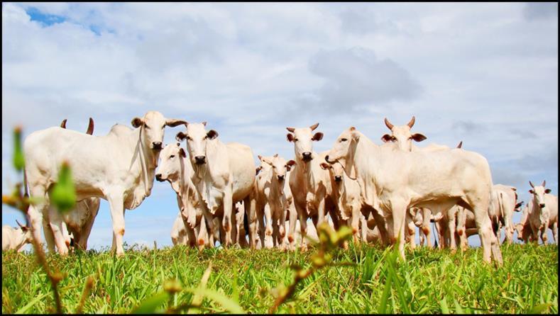 Ensaios: Agropecuária e