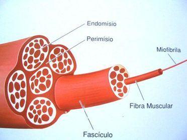 ORGANIZAÇÃO MICROSCÓPICA FIBRAS MUSCULARES São as