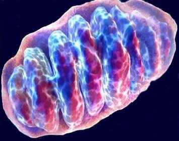 ORGANIZAÇÃO MICROSCÓPICA MITOCÔNDRIA Organito celular que processa a glicose em energia sob a forma de ATP.