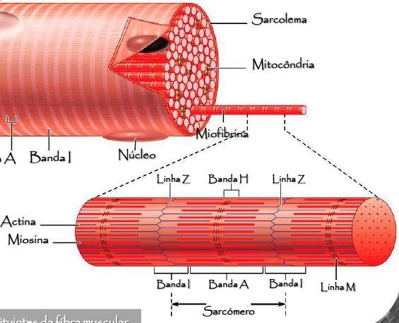 Cada sarcómero é constituído por um complexo de proteínas, entre as quais
