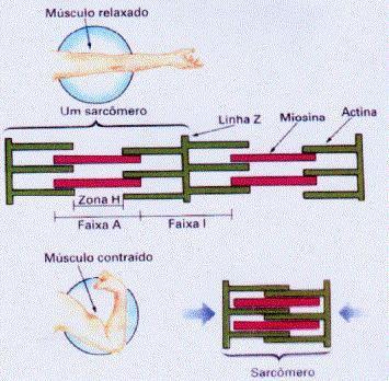 CONTRAÇÃO MUSCULAR CONTRAÇÃO MUSCULAR Processo fisiológico característico das fibras