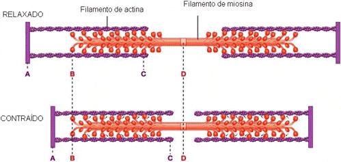 CONTRAÇÃO MUSCULAR CONTRAÇÃO MUSCULAR Nas pontas dos filamentos de miosina existem pequenas projeções (cabeças), capazes de formar ligações com certos sítios dos filamentos de actina, quando o