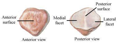 facetas medial e lateral; Faceta lateral maior e discretamente