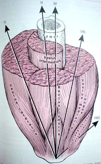 2. Vasto lateral 3.