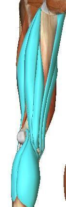 Semimembranoso Semitendinoso Bíceps femoral Sartório (Q e J) Grácil (Q e J) Poplíteo Gastrocnêmios.