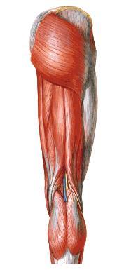 Extensores: glúteo máximo IQT : bíceps femoral semitendinoso semimembranoso Rotadores