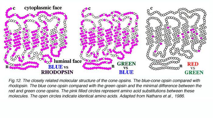 Iodopsina Os pigmentos visuais dos cones, designados por iodopsina, são compostos por duas partes: a fotopsina (ou opsina dos cones) e o retinal.