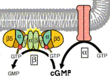 cgmp e a luz A activação dos pigmentos por luz conduz à redução da concentração do segundo mensageiro cgmp. A concentração de cgmp é controlada por dois enzimas.