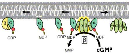 Término da resposta luminosa Ao fim de algum tempo a unidade α- GTP da transducina fica inactivada porque tem actividade GTPásica, que decompõem a molécula de GTP em GDP.