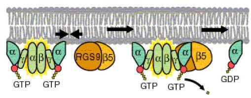 O complexo GAP A acção GTPase da α-gtp no complexo α-gtp-fosfodiesterase é estimulada por um complexo proteico designado GAP (GTPase accelerating protein) constituído pelas subunidades RGS9-Gβ5.