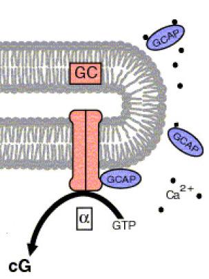 O Ca 2+ e a Guanilato Ciclase A actividade da guanilato ciclase é modulada por ligação duma proteína activadora (GCAP guanylyl cyclase activating protein).