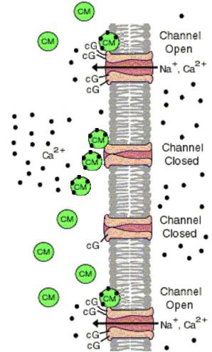 O Ca 2+ e os canais dependentes de cgmp A condutância do canal dependente do cgmp é regulada através da calmodulina (CM).