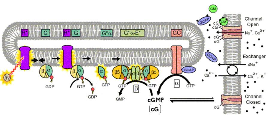 O mecanismo de fototransdução no Segmento Externo R * Rodopsina activada; G Transducina (αβγ-gdp); R * G Rodopsina a interagir com a transducina; G * α Unidade α da transducina ligada a GTP (α-gtp);