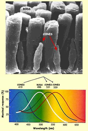 Espectros de absorção dos pigmentos Existem 4 tipos de fotorreceptores: um único tipo de bastonetes e três tipos de cones.